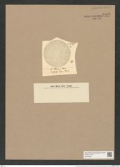 Coscinodiscus thumii Cleve (de-Toni-Nr.: Genus 202, Species 5106) Zeichnungen Sammlung Grunow Nr. 8869 (NHMW-BOT-W0378507)